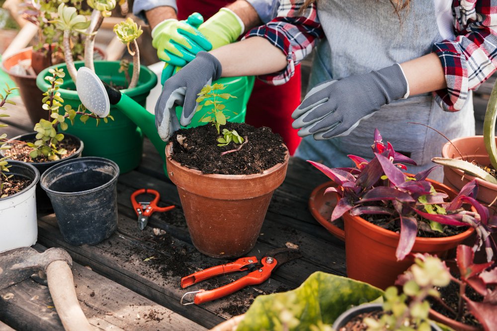 gardening tips