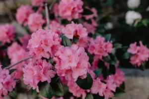 Gardening