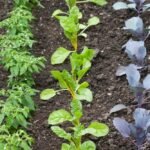 4 best organic gardening methods