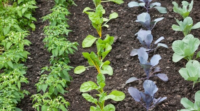 4 best organic gardening methods