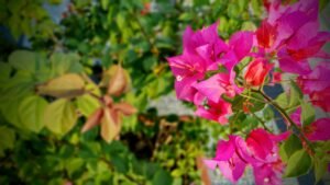 Organic gardening