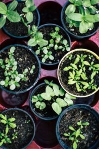 Organic Gardening