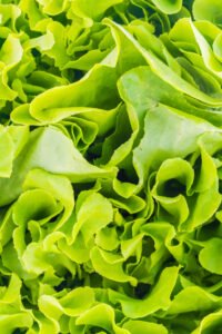 grow vegetable