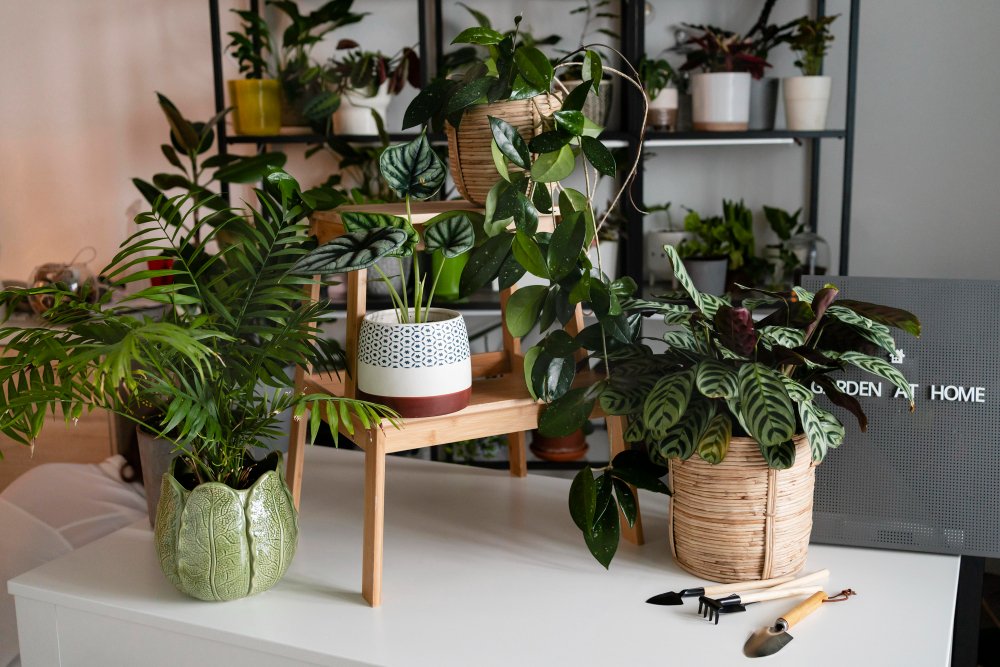 house plant care, gardening tips, indoor plant care, lawn & garden