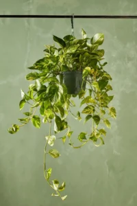house plant care