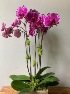 house plant care