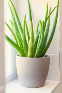 house plant care