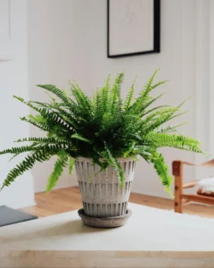 indoor plants