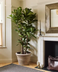 indoor plants