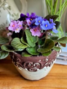 indoor plants