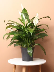indoor plant care