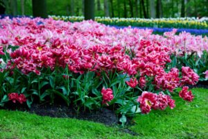 into the garden