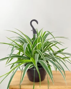 spring plants
