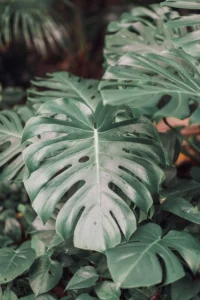 indoor plant