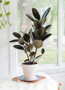 house plant care
