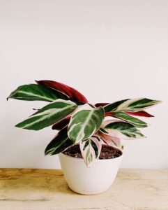 spring plants