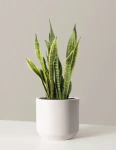 house plant care