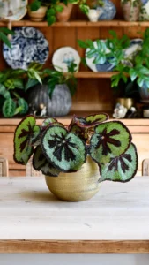 house plant care